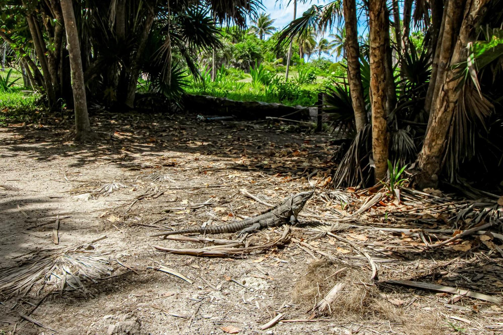Aldea Zama Hotell Tulum Rum bild